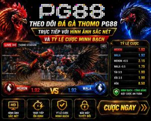 Theo dõi đá gà thomo PG88 trực tiếp với hình ảnh sắc nét và tỷ lệ cược minh bạch.